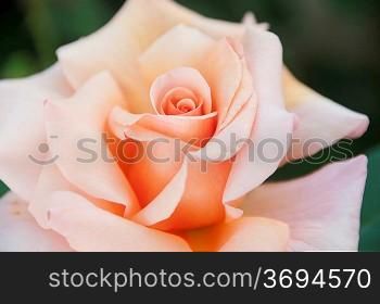 A macro of a rose
