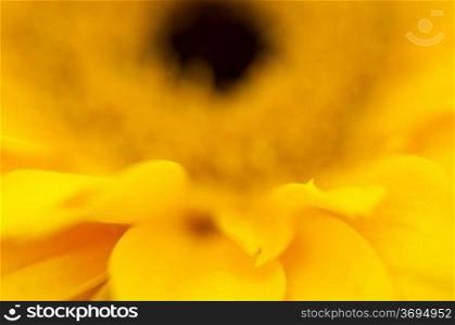 A macro of a sunflower