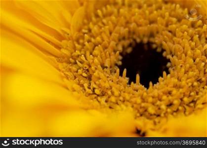A macro of a sunflower