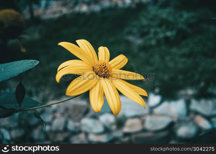 a macro of an isolated yellow flower of helianthus tuberosus. macro of an isolated yellow flower of helianthus tuberosus