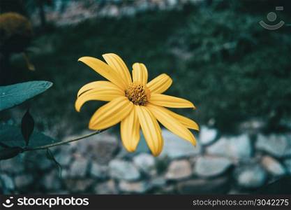 a macro of an isolated yellow flower of helianthus tuberosus. macro of an isolated yellow flower of helianthus tuberosus