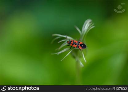 A macro of firebug Pyrrhocoris apterus sits on a exotic flower head. A firebug Pyrrhocoris apterus sits on a flower