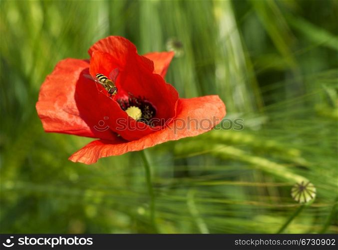 A macro photo of wasp on a red poppy