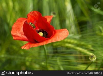 A macro photo of wasp on a red poppy