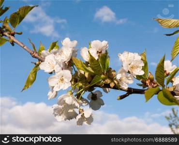 a macro shot during the day of oak apple blossom flower heads on a branch with leaves stretching out before the sky blue and white clouds sharp and clear isolated nature in spring and summer