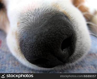 A macro shot of a beagle dog&acute;s nose.