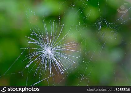 A macro shot of a dandelion parachute and spider web