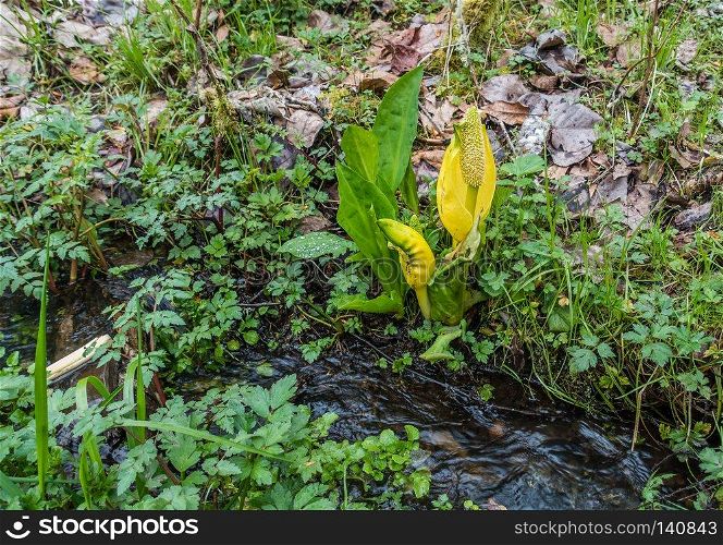 A macro shot of blooming Skunk Cabbage in the Pacific Northwest.
