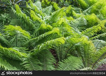 A macro shot of delicate ferns in the Pacific Northwest. Background or texture.