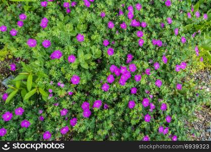 A macro shot of small purple blossoms.