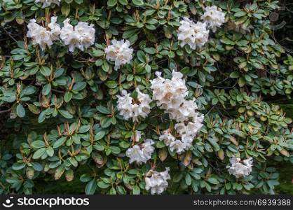 A macro shot of white Rhododendron flowers. Background or texture.