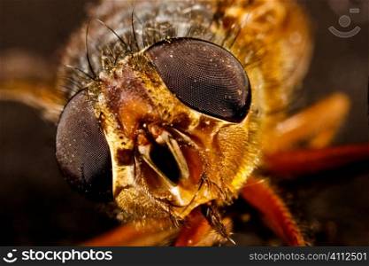 A macro stock photograph of a fly detailing the lenses in its eye.