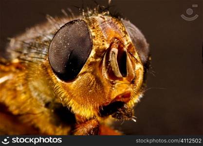 A macro stock photograph of a fly detailing the lenses in its eye.
