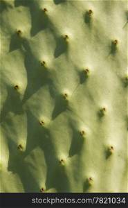 A macro view of the skin of a paw-paw cactus is almost abstract. The texture and pattern shows the detail of this plant.