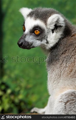 A Madagascan ring tailed lemur, shot on location.