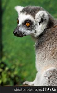 A Madagascan ring tailed lemur, shot on location.