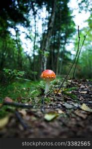 A magic mushroom in the forest - fly Amanita