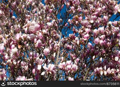 A Magnolia bush in full Spring flower