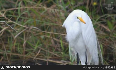 A majestic-looking great white heron takes flight in the Everglades,