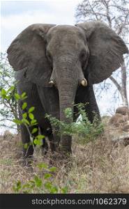 A male African Elephant (Loxodonta africana) in the Savuti region of northern Botswana, Africa.