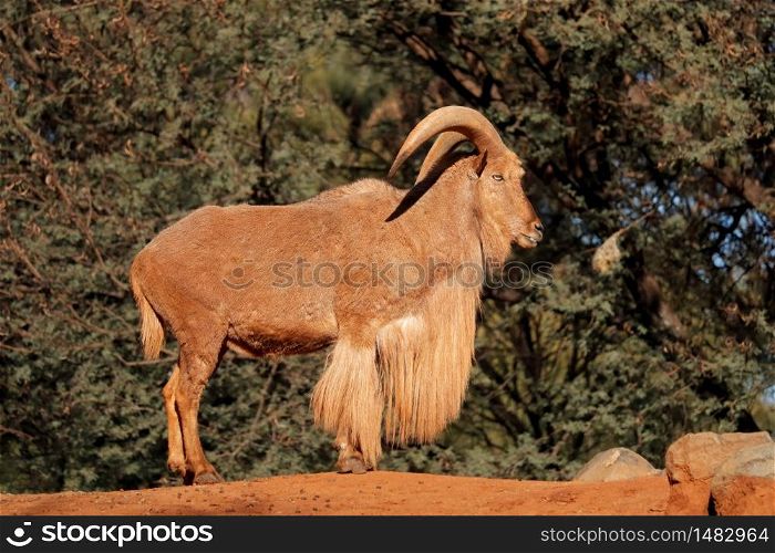 A male barbary sheep (Ammotragus lervia), Northern Africa