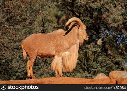A male barbary sheep (Ammotragus lervia), Northern Africa