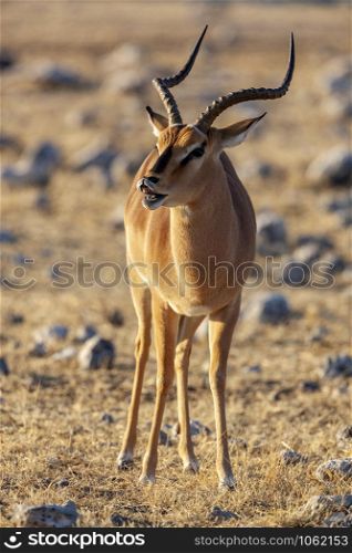 A male Black Faced Impala (Aepyceros melampus petersi) in Etosha National Park in Namibia, Africa.