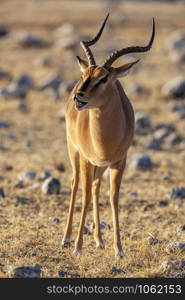 A male Black Faced Impala (Aepyceros melampus petersi) in Etosha National Park in Namibia, Africa.