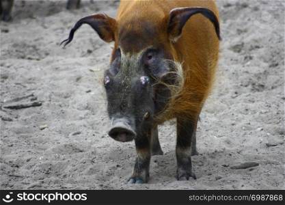 A?male? Brush?pork?ear , (Potamochoerus?porcus) . Ein M?nnliches Pinselohr oder auch Flussschwein, (Potamochoerus porcus)