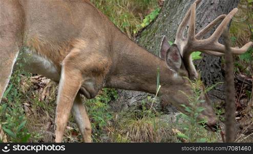A male deer grazing in the woods