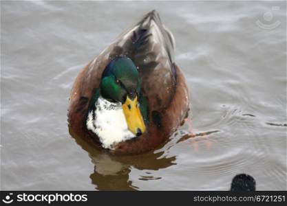A male duck in the water