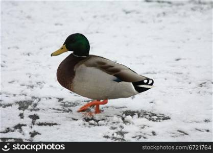 A male duck, mallard, walking on snowy ice