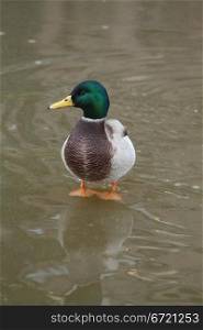 A male duck on ice with his own vague reflection