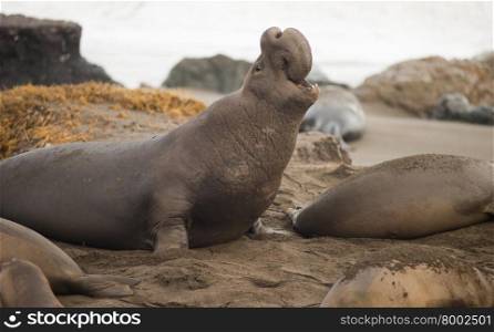 A Male Elephant Seal lets others know he commands this territory