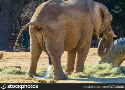 A male elephant taking a leak during a meal