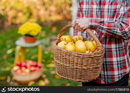 A male farmer collects an autumn crop of pears in the garden. A full basket of organic pears.. A male farmer collects an autumn crop of pears in the garden.