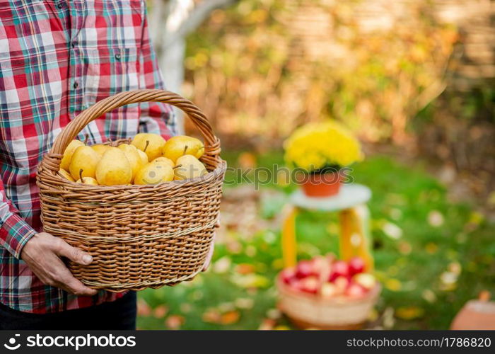 A male farmer collects an autumn crop of pears in the garden. A full basket of organic pears.. A male farmer collects an autumn crop of pears in the garden.