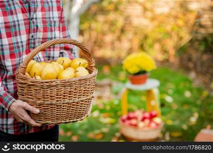 A male farmer collects an autumn crop of pears in the garden. A full basket of organic pears.. A male farmer collects an autumn crop of pears in the garden.