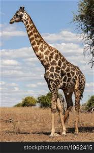A male giraffe (Giraffa camelopardalis). An African even-toed ungulate mammal, the tallest living terrestrial animal and the largest ruminant. Savuti region of Botswana, Africa.