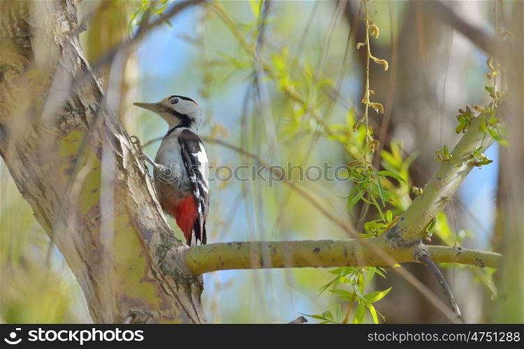 A male great spotted woodpecker (Dendrocopos major)