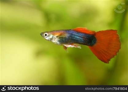 A male guppy (Poecilia reticulata), a popular freshwater aquarium fish