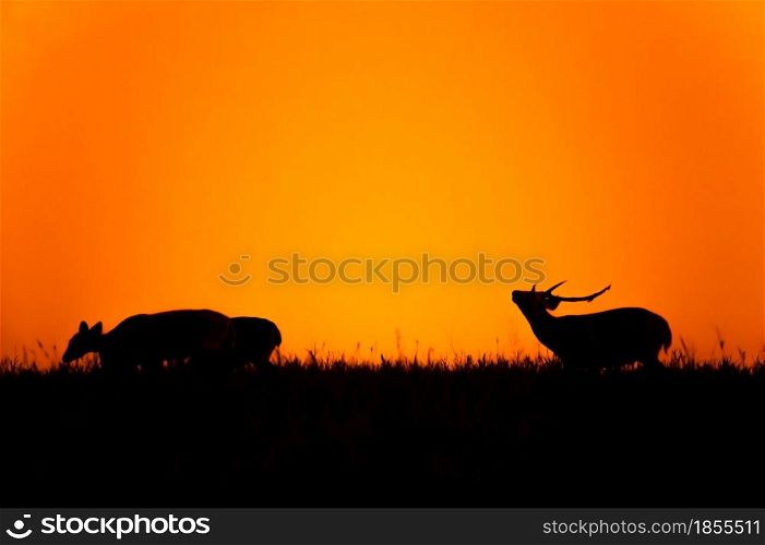 A male Hog Deer response smelling for pheromones during rut season, dramatic sunset sky in the background. Phu Khieo Wildlife Sanctuary, Thailand. Blur motion.
