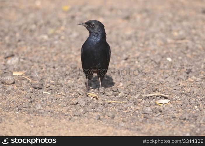 A male Indian robin birdsearching for its prey