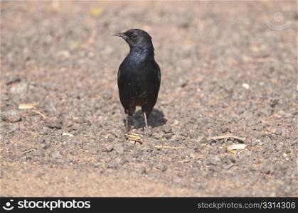A male Indian robin birdsearching for its prey