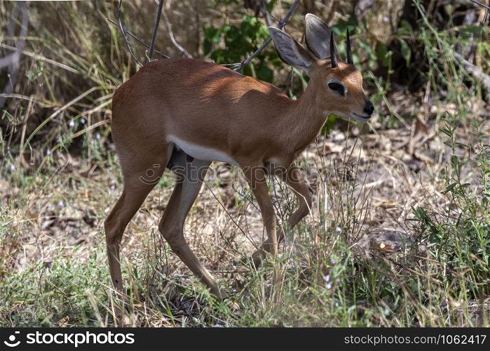 A male Kirk&rsquo;s dik-dik in Etosha National Park, in Namibia, Africa.