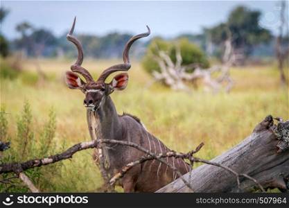 A male Kudu starring at the camera in the Okavango Delta, Botswana.