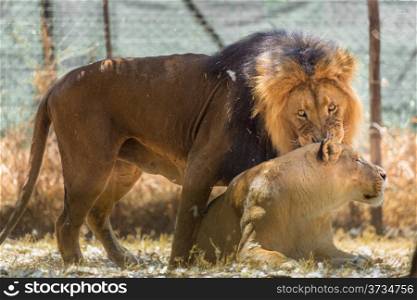 A male lion expressing interest in his lioness