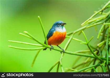 A male Orange-bellied Flowerpecker is perching on green branch of epiphyte on green blurred background, beautiful bright orange belly against blue back. Kaeng Krachan National Park, Thailand.