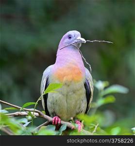 A male Pink-necked Green-Pigeon (Treron vernans), perching on the branch and catching some branches of tree for preparing his nest