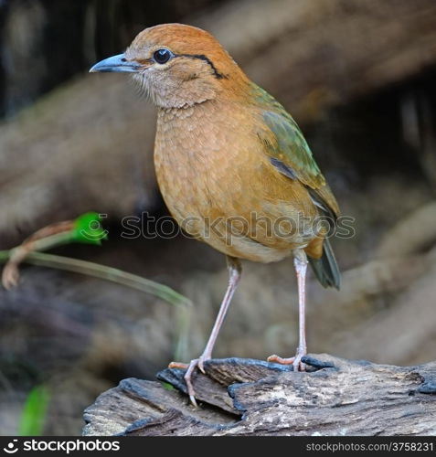 A male Rusty-naped Pitta (Pitta oatesi), uncommon resident Pitta at Doi Lang - North Thailand Birding on the log